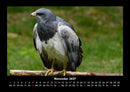 Welt der Vögel Fotokalender 2027 - 11