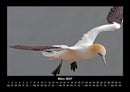 Welt der Vögel Fotokalender 2027 - 3