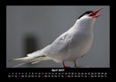 Welt der Vögel Fotokalender 2027 - 4
