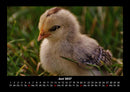 Welt der Vögel Fotokalender 2027 - 6