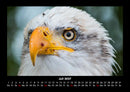 Welt der Vögel Fotokalender 2027 - 7