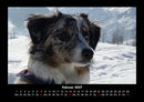 Der Hundekalender Fotokalender 2027 - 2