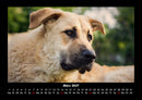 Der Hundekalender Fotokalender 2027 - 3