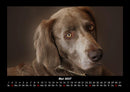 Der Hundekalender Fotokalender 2027 - 5