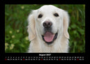Der Hundekalender Fotokalender 2027 - 8
