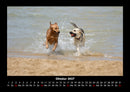 Der Hundekalender Fotokalender 2027 - 10