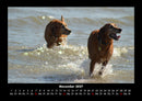 Der Hundekalender Fotokalender 2027 - 11