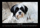 Der Hundekalender Fotokalender 2027 - 1