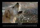 Der Hundekalender Fotokalender 2027 - 6