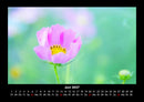 Blumenkalender Fotokalender 2027 - 6