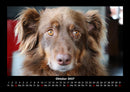 Hundezauber Fotokalender 2027 - 10