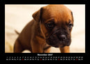 Hundezauber Fotokalender 2027 - 11