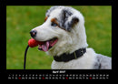 Hundezauber Fotokalender 2027 - 4