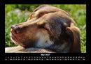 Hundezauber Fotokalender 2027 - 5