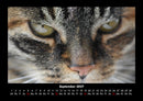 Für Katzenfreunde Fotokalender 2027 - 9