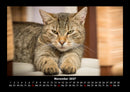 Für Katzenfreunde Fotokalender 2027 - 11