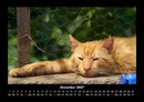 Für Katzenfreunde Fotokalender 2027 - 12