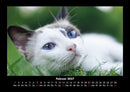 Für Katzenfreunde Fotokalender 2027 - 2