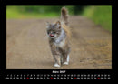 Für Katzenfreunde Fotokalender 2027 - 3