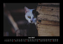 Für Katzenfreunde Fotokalender 2027 - 6
