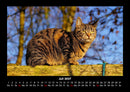 Für Katzenfreunde Fotokalender 2027 - 7