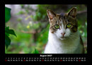 Für Katzenfreunde Fotokalender 2027 - 8