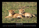 Löwen in der Wildnis Fotokalender 2027 - 9