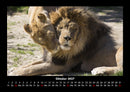Löwen in der Wildnis Fotokalender 2027 - 10