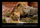Löwen in der Wildnis Fotokalender 2027 - 12