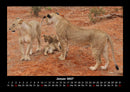 Löwen in der Wildnis Fotokalender 2027 - 1