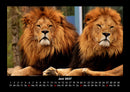 Löwen in der Wildnis Fotokalender 2027 - 6