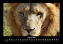 Löwen in der Wildnis Fotokalender 2027 - 8