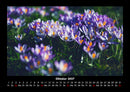Blumenzauber Fotokalender 2027 - 10