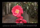 Blumenzauber Fotokalender 2027 - 11