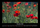 Blumenzauber Fotokalender 2027 - 12