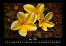 Blumenzauber Fotokalender 2027 - 4
