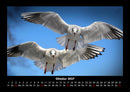 Welt der Tiere Fotokalender 2027 - 10