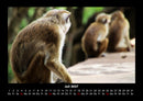 Welt der Tiere Fotokalender 2027 - 7