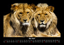 Welt der Tiere Fotokalender 2027 - 5