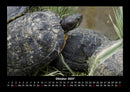 Schildkrötenzauber Fotokalender 2027 - 10