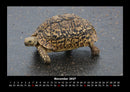 Schildkrötenzauber Fotokalender 2027 - 11