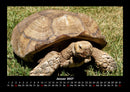Schildkrötenzauber Fotokalender 2027 - 1