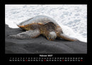 Schildkrötenzauber Fotokalender 2027 - 2