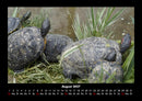 Schildkrötenzauber Fotokalender 2027 - 8