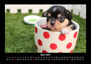 Welpen Fotokalender 2027 - 4