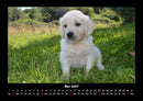 Welpen Fotokalender 2027 - 5