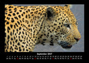 Tierkalender Fotokalender 2027 - 9