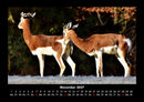Tierkalender Fotokalender 2027 - 11