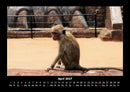Tierkalender Fotokalender 2027 - 4