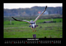 Vogelparadies Fotokalender 2027 - 9